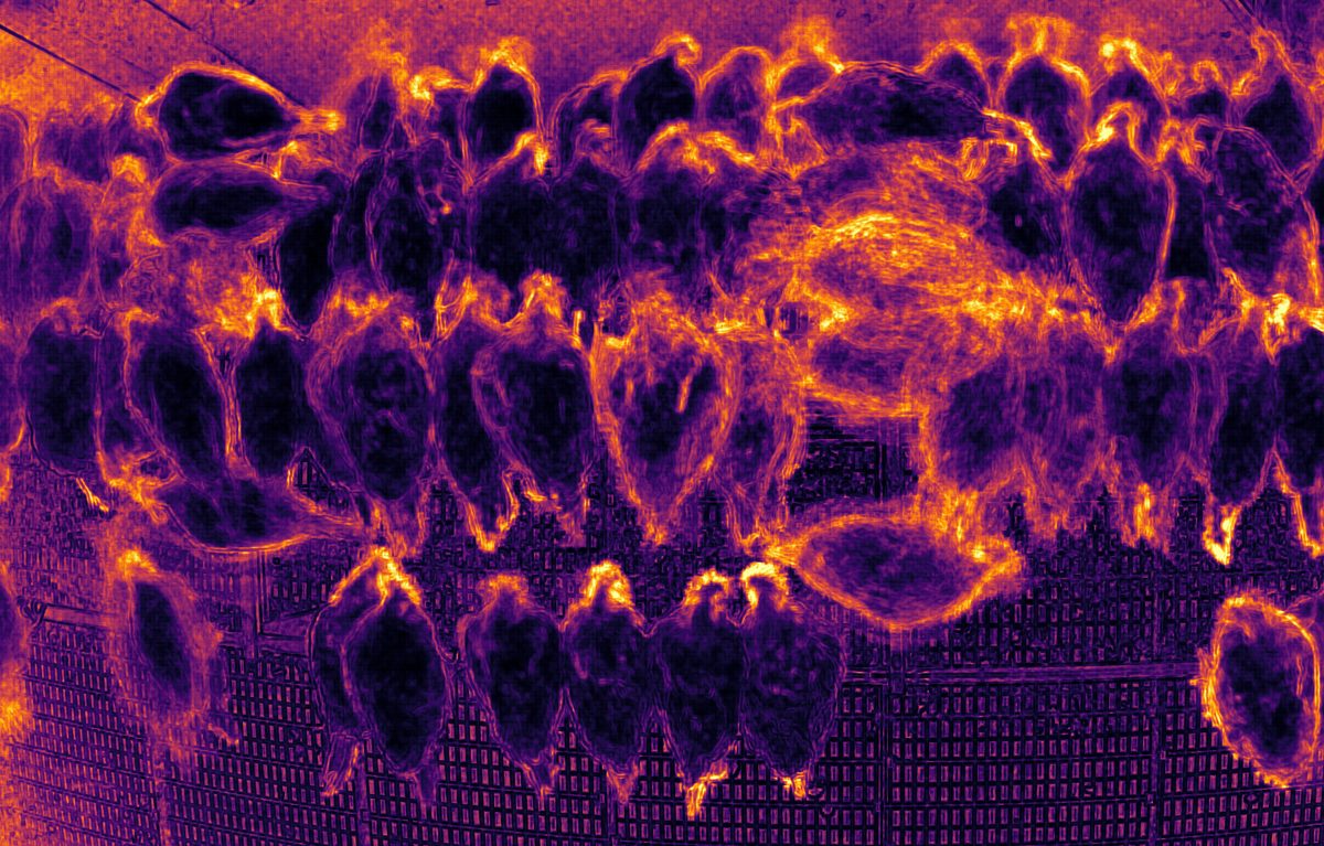 Night activity heatmap for mite monitoring