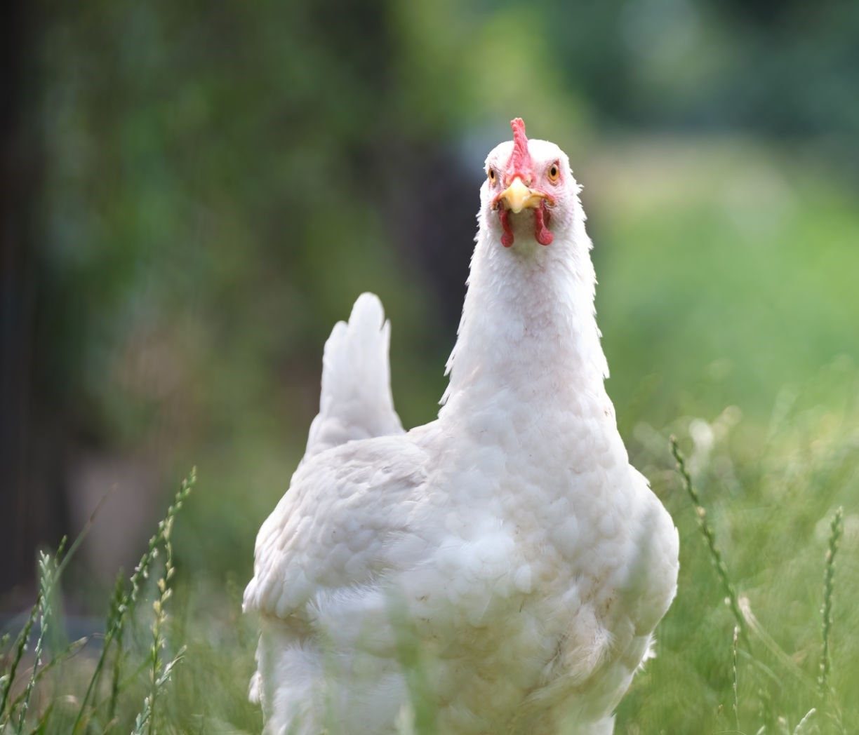 Poultry farm monitored by KipIntel